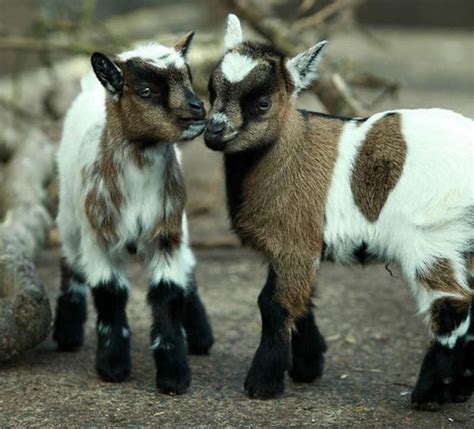 The 34 Cutest Baby Pygmy Goats On The Internet Goats Baby Goats