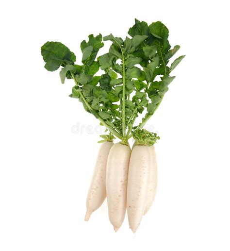 Daikon Radishes Stock Image Image Of Food Leaf Fresh