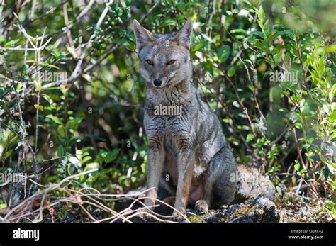 South American Gray Fox Pseudalopex Griseus Patagonia Chile Stock