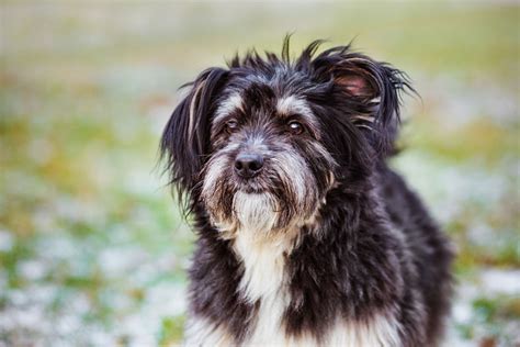 Long Haired Dog Breeds Choosing The Right Dog For You Dogs Guide
