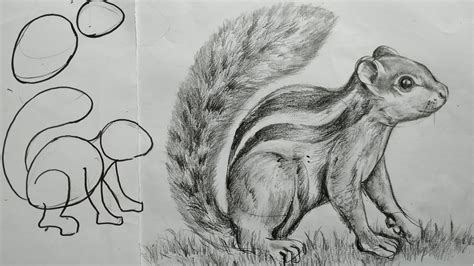 How To Draw Squirrel With Pencil Sketch For Beginnershow To Draw