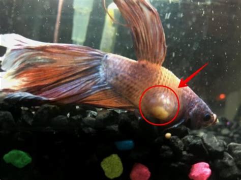 Betta Fish Tumor Everything You Need To Know About The Symptoms And