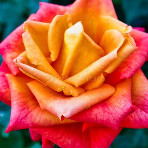 Yellow Red Orange Rose Petals Stock Image Image Of