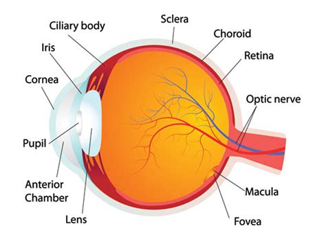 What Is Eye What Are The Parts Of The Eye Medical School Education