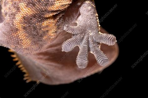 Gecko Foot Stock Image C0140258 Science Photo Library