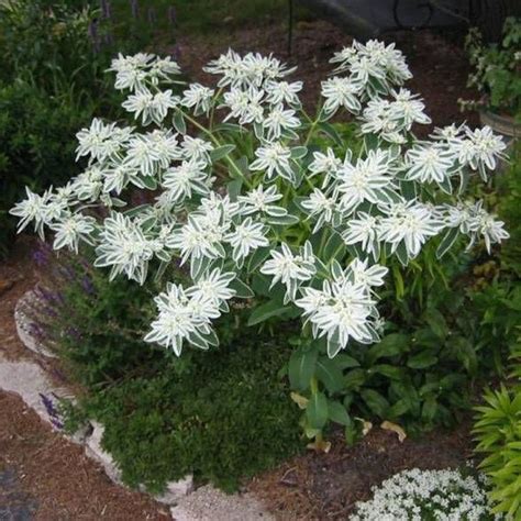 Euphorbia Snow On The Mountain Flower Seeds Euphorbia Etsy Plants