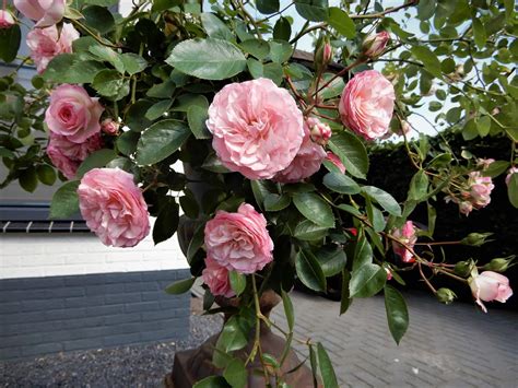 Róża Pnąca Mini Eden Rose Famous Roses