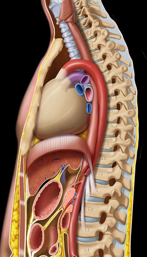 Upper GI Tract And Thoracic Cavity Graphic Sagittal Of