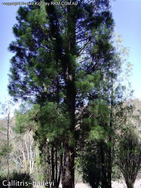 Photographs Of Australian Native Plants Trees Callitris Baileyi A
