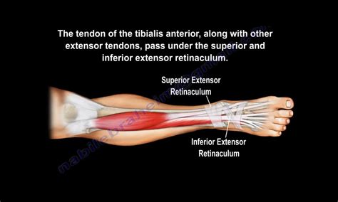 Anatomy Of The Tibialis Anterior Muscle —