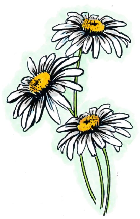 Daisies Flower Drawing Flower Art Drawing Flower Art