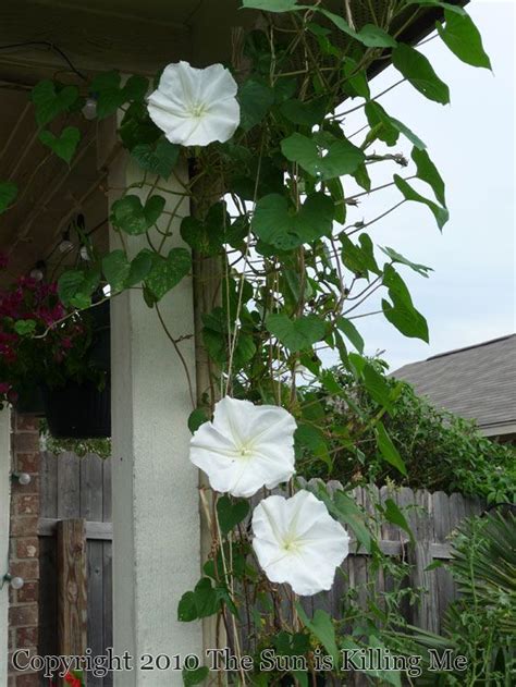 The moonflower plants fill the night air with sweet fragrance. Moonflower | Moon flower, Moonflower vine, Flowering vines