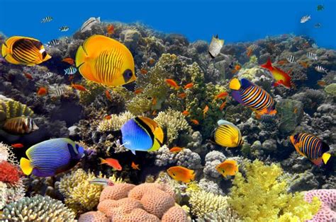 15 Amazing Facts About Coral Reefs Laptrinhx News