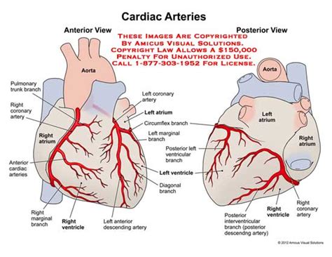 @article{margaris1997posteriorrd, title={posterior right diagonal artery}, author={n. heart - Anatomy Exhibits