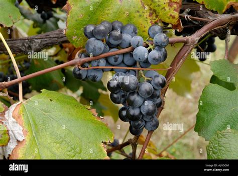 Ripe Concord Grape Cluster On The Vine Stock Photo Alamy
