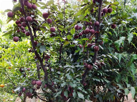 Growing The A Okay™ Plum Fruit Tree Plantnet® Australia