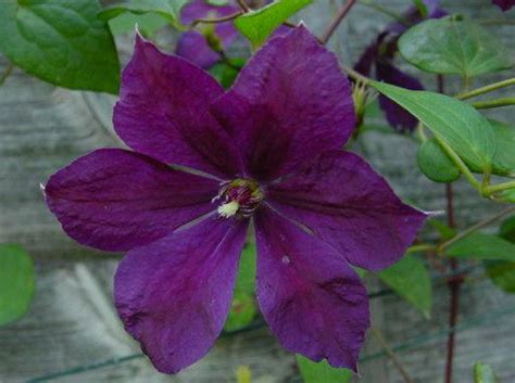 From wikimedia commons, the free media repository. Clematis 'Negritjanka' - Grootbloemige bosrank | De Tuinen ...