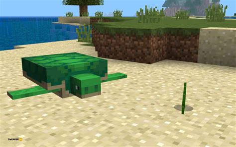How Long Do Turtle Eggs Take To Hatch In Minecraft Java And Bedrock Complete Guide Tweakerzone