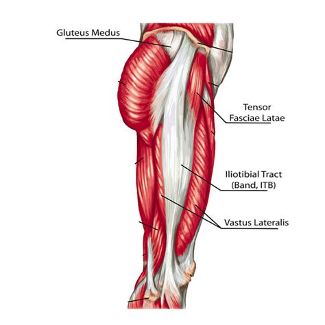 Lateral Leg Pain More Than Just The It Band — Revo Physiotherapy