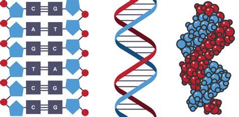 dna structure A science that studies extremely small forms of life.