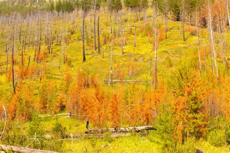 Foliage In The Woods Of The Rockies Mountains Stock Photo Image Of