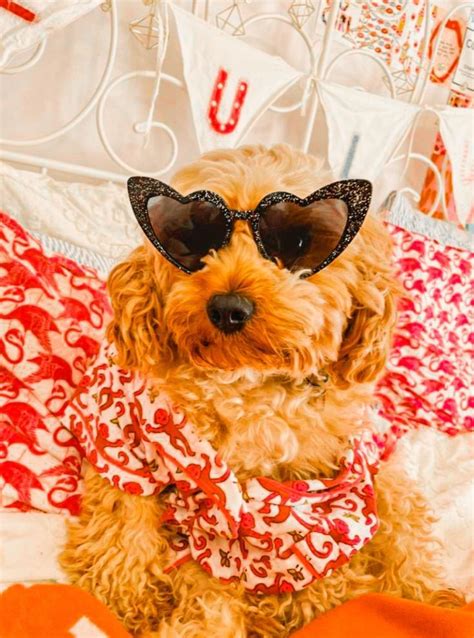 Edited By Iconicprepster Preppy Dog Cute Dogs Images Rabbit