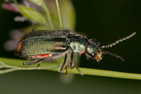 Zipfelkäfer, warzenkäfer, malachiidae, familie der polyphagen käfer aus der verwandtschaft der die langgestreckten larven mit 2 kräftigen urogomphi finden sich unter der rinde, im holz oder in. Malachius bipustulatus / Zweifleckiger Zipfelkäfer ...