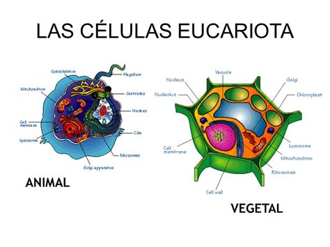 Celula Animal Eucariota