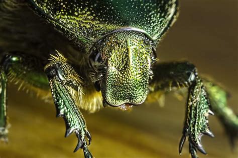 Best Insects Macro Photography By Sergey Babaev 99inspiration