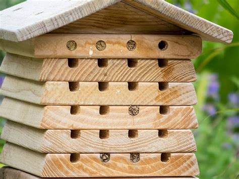 Wooden Interactive Solitary Bee Hive With Flip Topdefault Title In 2022