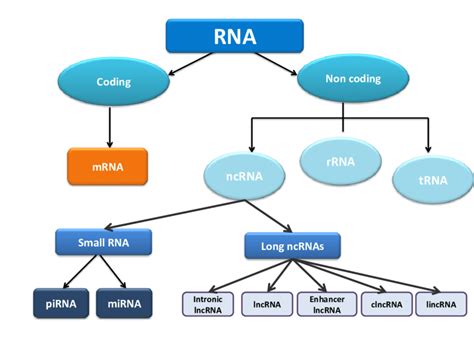 Schematic Representation Of The Distinct Classes Of Rna Molecules