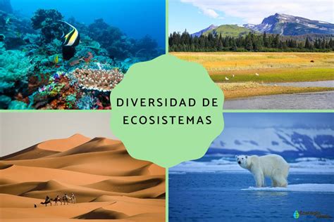 Diversidad De Ecosistemas Qué Es Y Ejemplos Resumen