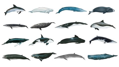 Types Of Whales Whale Species In English Popular Whale Species In
