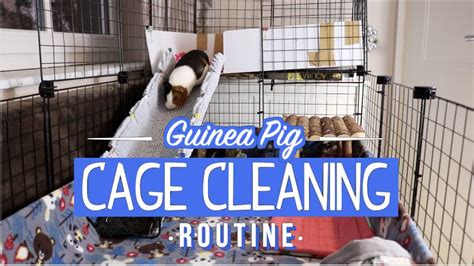UPDATED Guinea Pig Cage Cleaning Routine YouTube