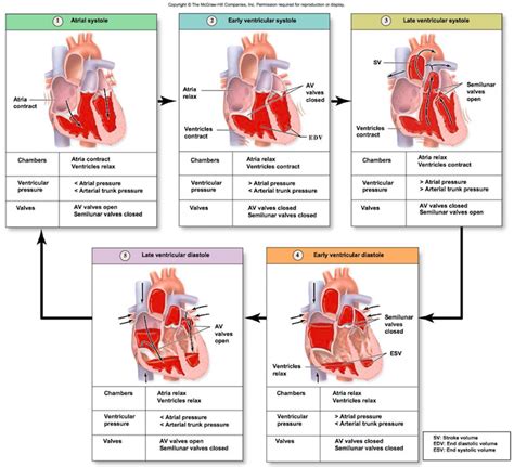 Phases Of The Cardiac Cycle Diagram Quizlet