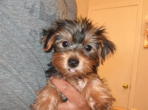 Find yorkie in dogs & puppies for rehoming | find dogs and puppies locally for sale or adoption in toronto (gta) : Yorkshire Terrier Puppies For Sale | Mount Laurel, NJ #81591
