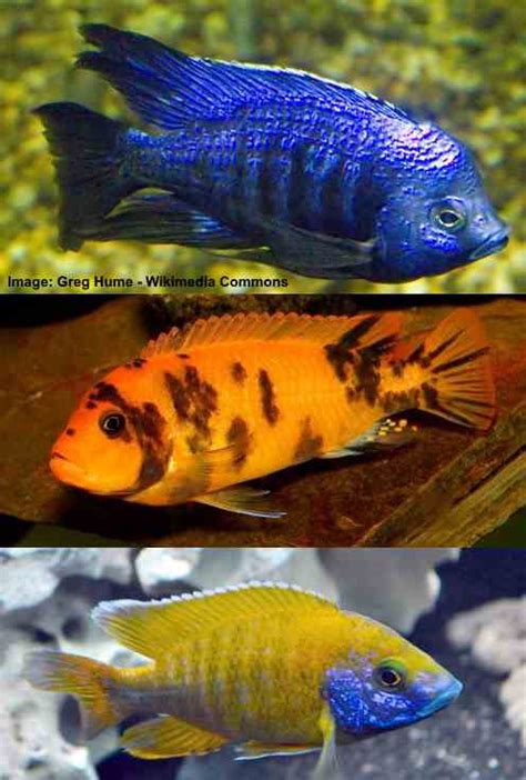 Exotic Cool And Unique Freshwater Aquarium Fish With Pictures