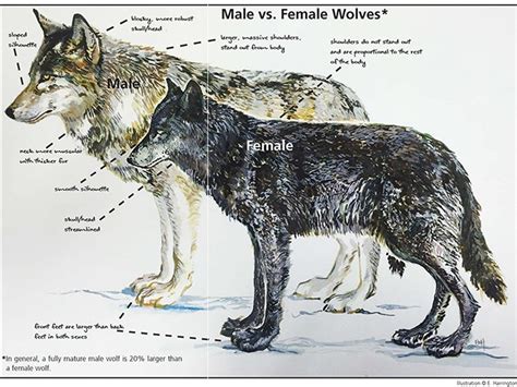 Identifying Denalis Wolves Us National Park Service