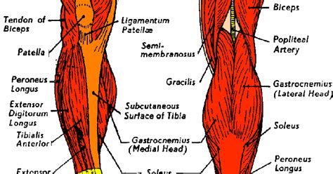 Explore symptoms, causes & treatments. Anatomy videos for medical students: Diagram Human Leg Tendons