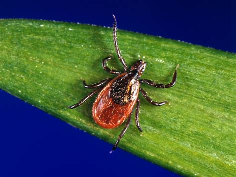 Vermonts Tick Season Is Now Year Round Thanks To Climate Change Here