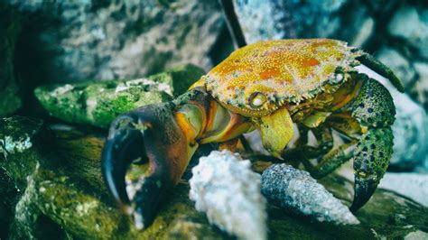 Free Images Sea Rock Wildlife Underwater Food Seafood Fauna