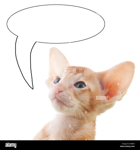 Portrait Of Red Kitten With Text Balloon Isolated Over White Background Stock Photo Alamy