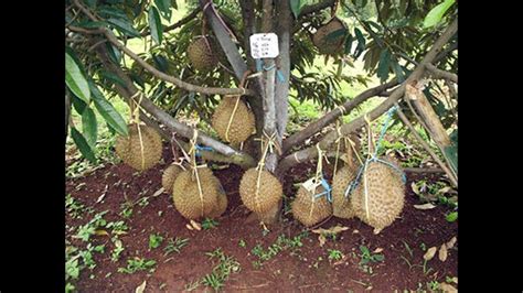Anak pokok durian musang king. Anak Pokok Durian Musang King Untuk Dijual - BENIH TOKO