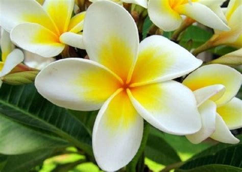 Jenis tanaman aquascape yang pertama kita bahas adalah lindernia rotundifolia. jenis tanaman hias batang | Garden Center