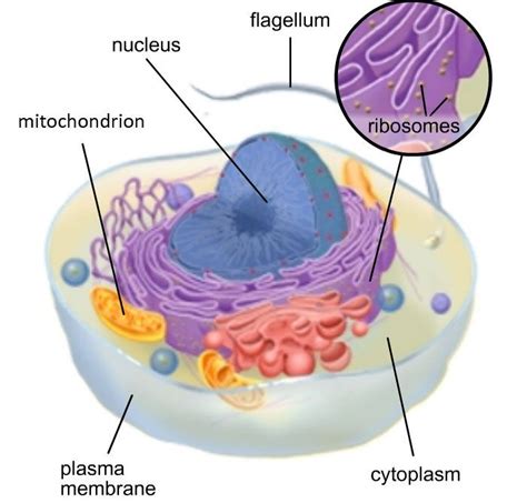 Cell Membrane Or Plasma Membrane Is Made Up Of Labeled Functions And