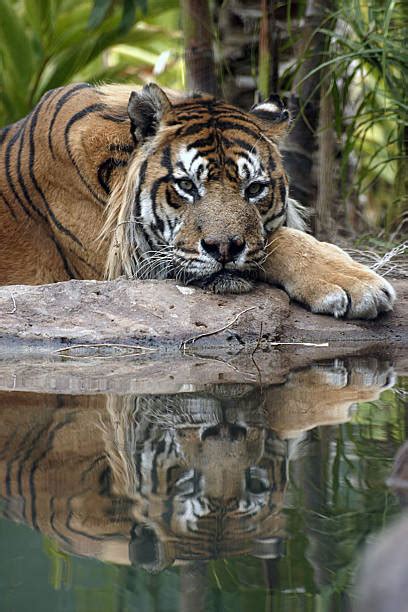 Sad Tiger Stock Photos Pictures And Royalty Free Images Istock