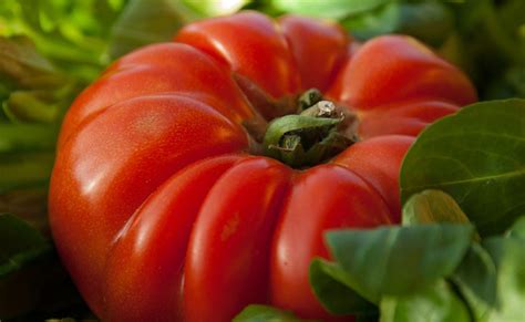Comment Avoir De Belles Et Grosses Tomates
