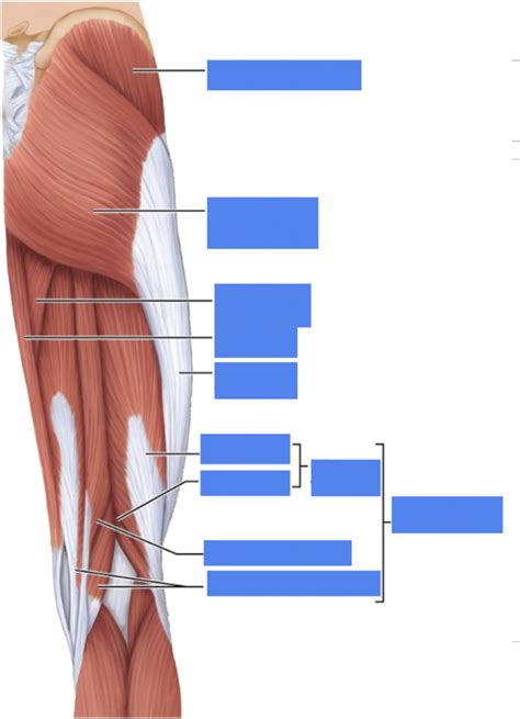 Posterior Thigh And Gluteal Muscles Diagram Quizlet