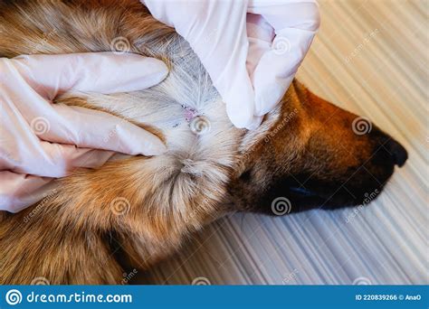Acarus Parasite German Shepherd Dog Was Bitten By A Tick At The Vet