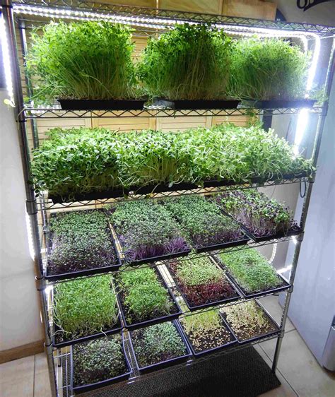 Indoor Vegetable Garden Tips Thuem Garden Plant